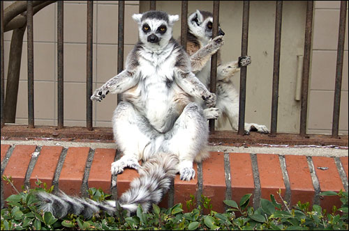 funny position, ringtail lemur.jpg