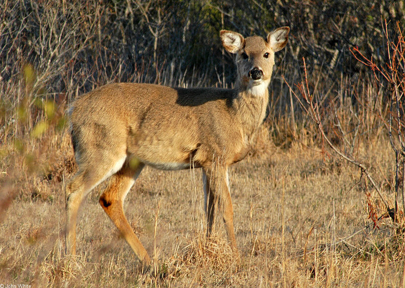 White-tail Deer006.jpg