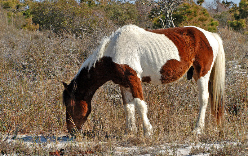 Wild Ponies002.jpg