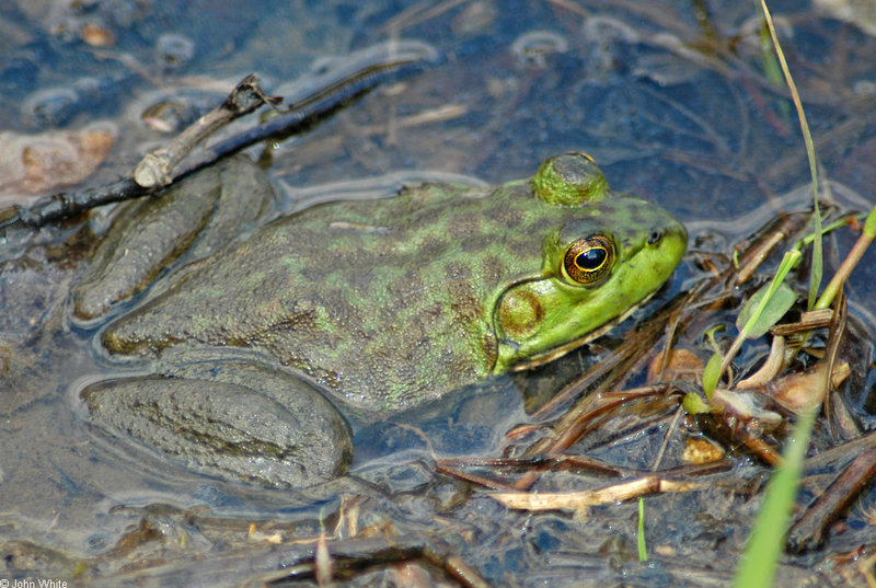 Bullfrog (Rana catesbeiana).jpg