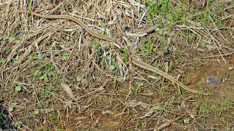 Eastern Ribbon Snake (Thamnophis sauritus sauritus)305.jpg