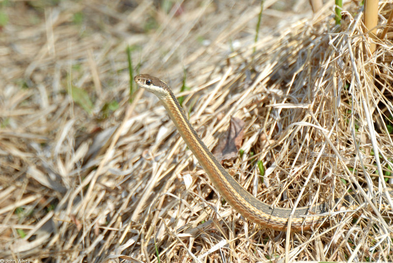 Eastern Ribbon Snake (Thamnophis sauritus sauritus)307.jpg