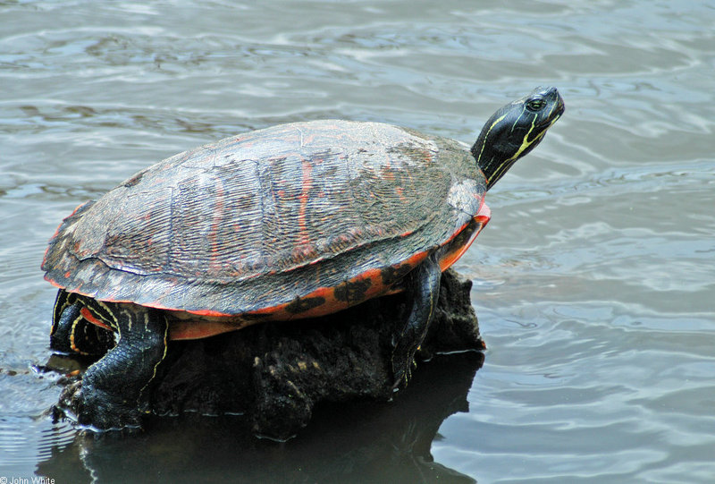 Red-bellied Cooter (Pseudemys rubriventris).jpg