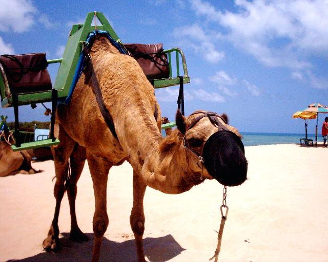 Camel Rides.jpg