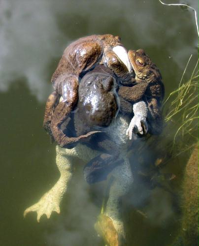 Common Toads mating, Germany.jpg