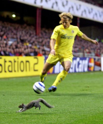 Grey Squirrel in Soccer Field, Britain.jpg
