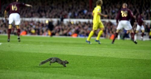Grey Squirrel in Soccer Field, Britain.jpg