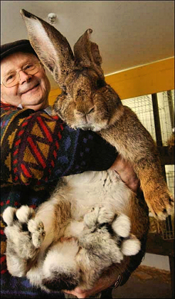 Giant Rabbit.jpg