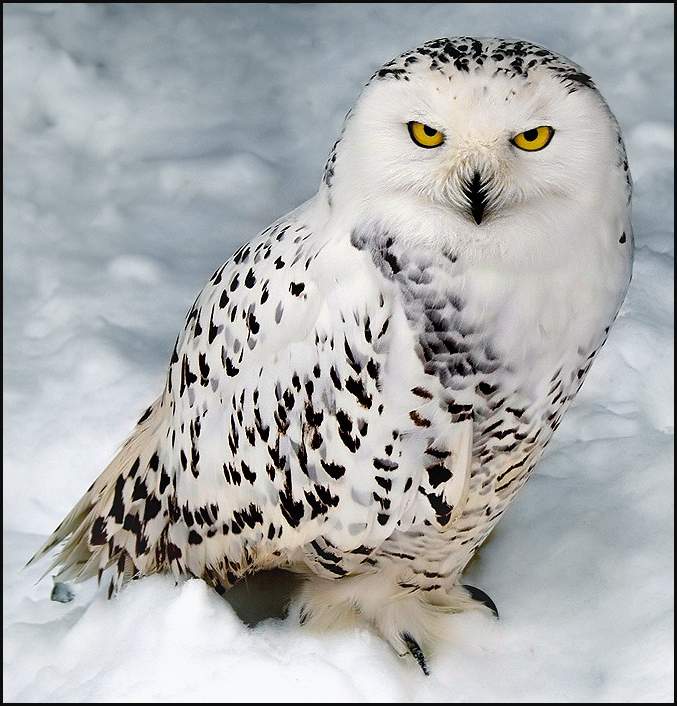 Snow Owl.jpg