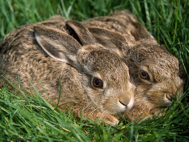 A Pair of Hares.jpg