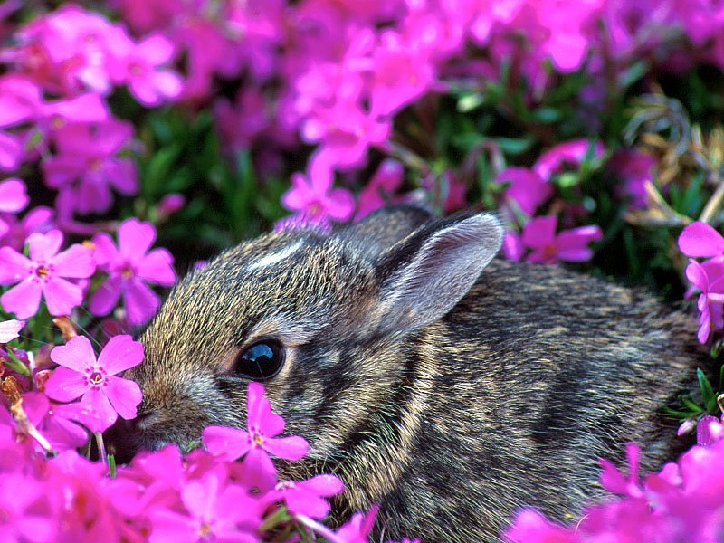 Baby Eastern Cottontail Rabbit, Indiana.jpg
