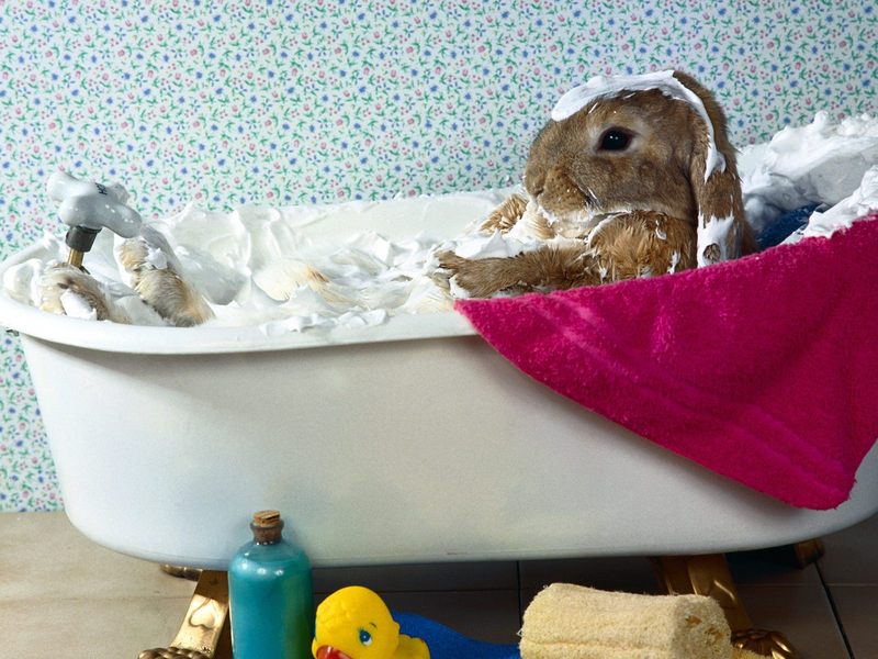 Bunny Bubble Bath.jpg