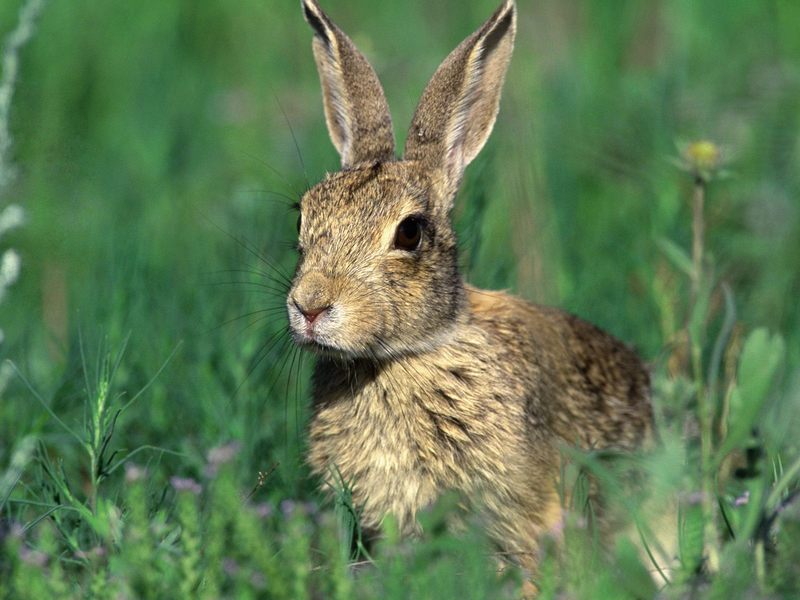 Cottontail Rabbit.jpg