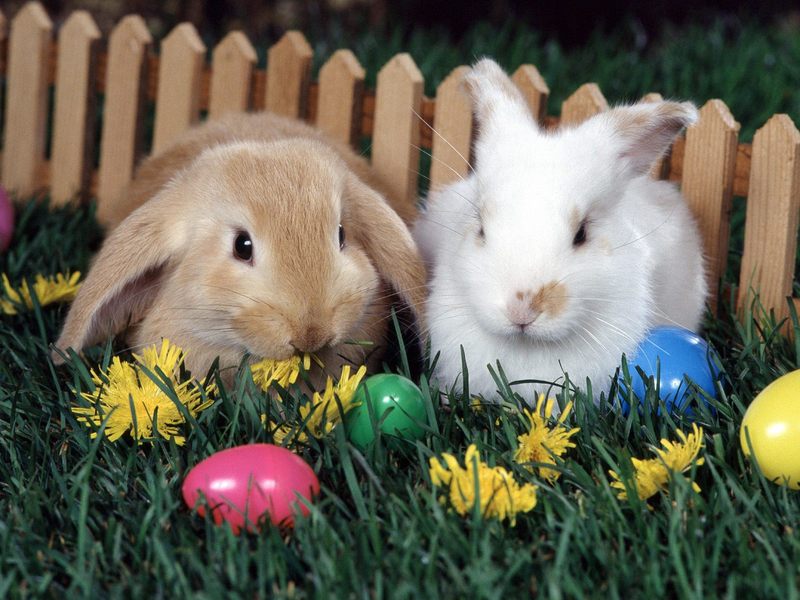 Easter Egg Hunt.jpg