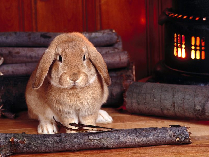 Winter Hare.jpg