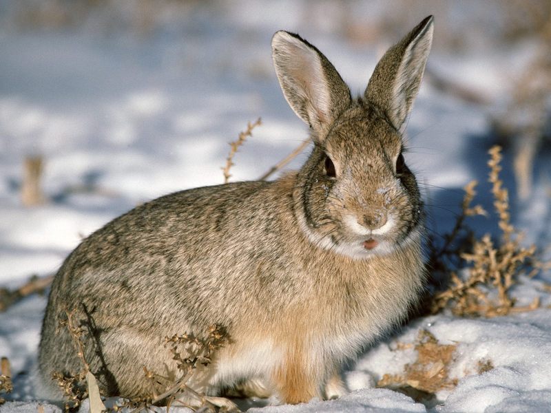 Young Cottontail.jpg