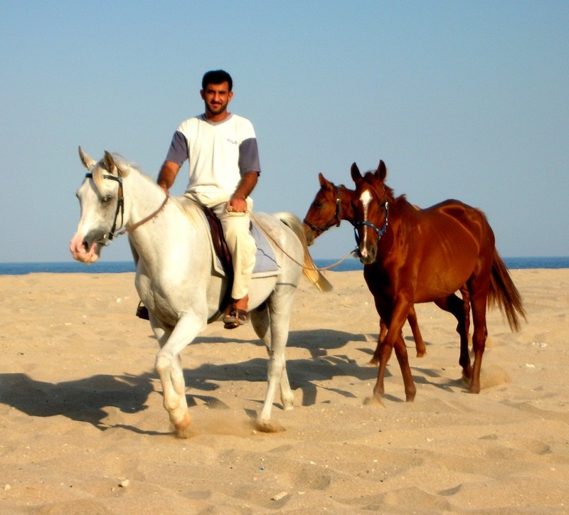 Arabian Horses 1.jpg