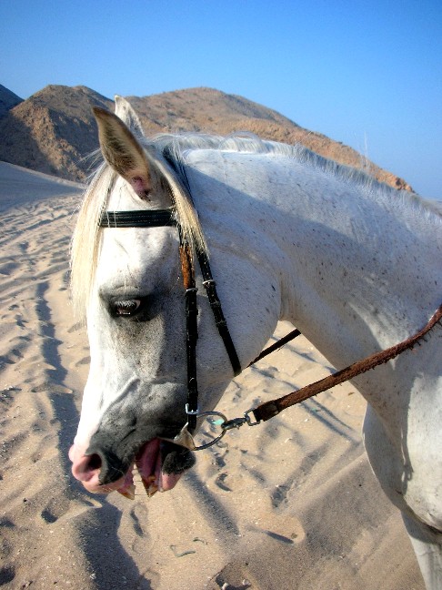 Arabian Horses 2.jpg