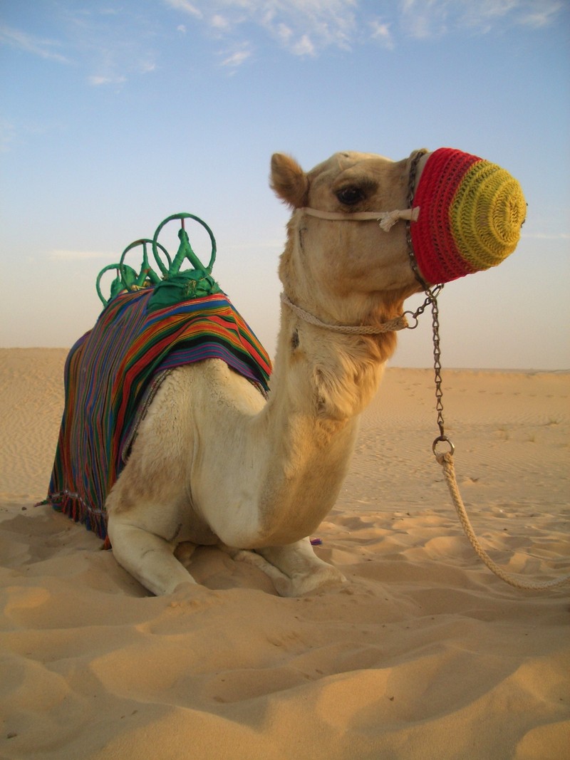 Camel 1.jpg