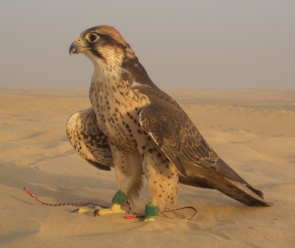 Hunting Falcon 1.jpg