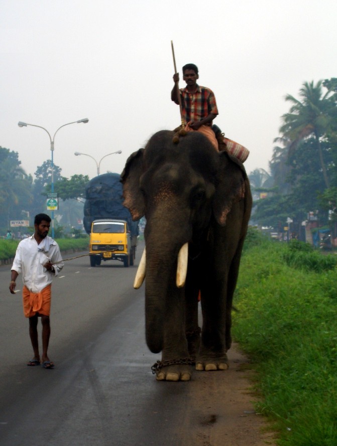 Indian Elephant.jpg