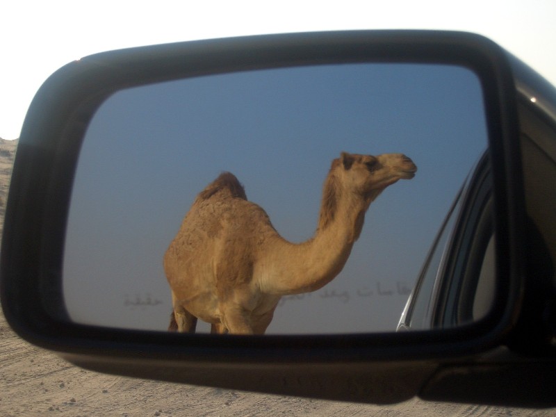 Camel 2.jpg
