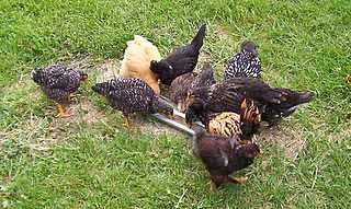The Crew as Chicks 2004.JPG
