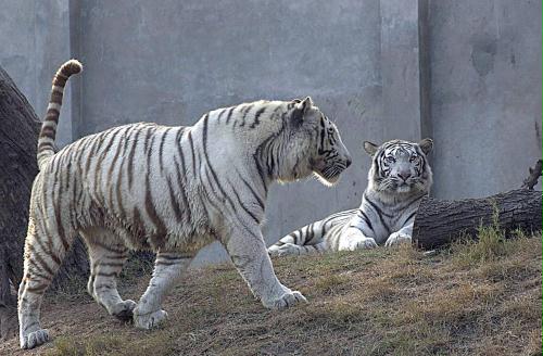 White Tigers, Pakistan.jpg