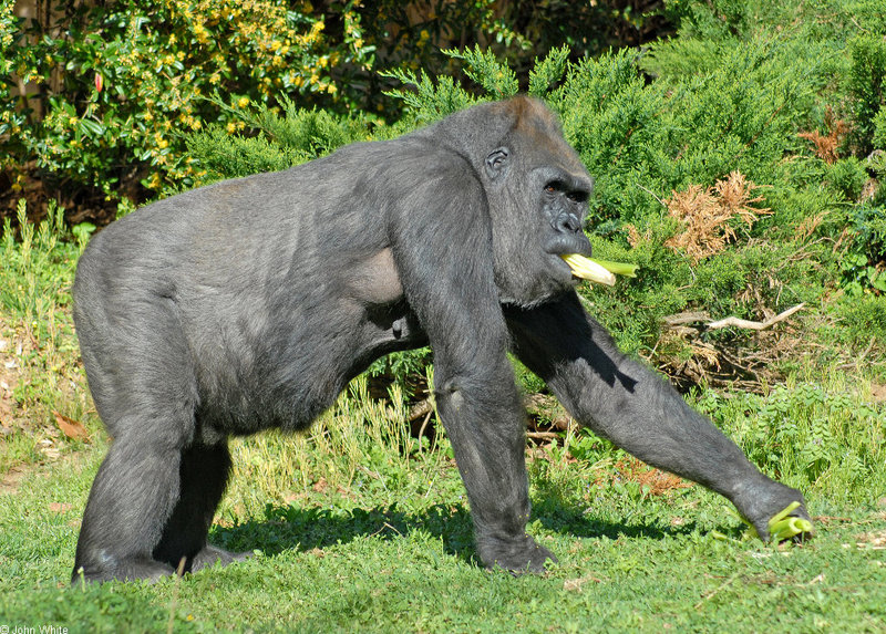 Western Lowland Gorilla (Gorilla gorilla gorilla)460.jpg