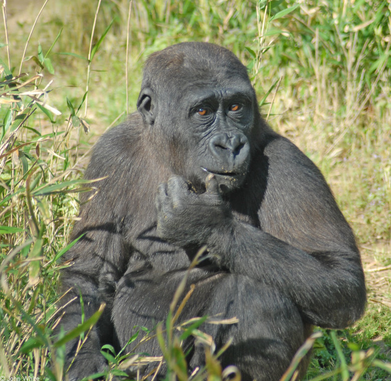 Western Lowland Gorilla (Gorilla gorilla gorilla)461.jpg