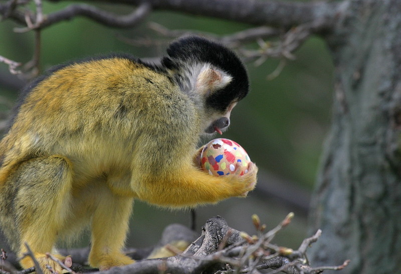 Easter Squirrel Monkey.jpg