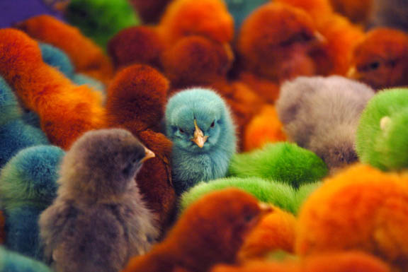 colored chicks.jpg