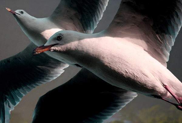 Gulls in flight.jpg