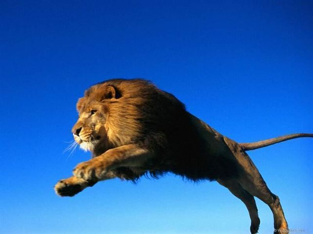 jumping lion.jpg