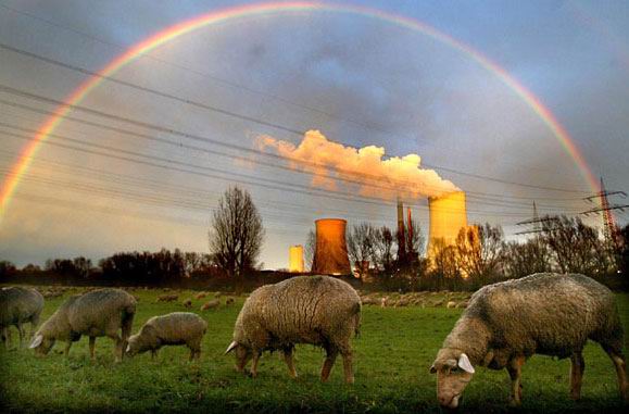 Rainbow Sheep.jpg