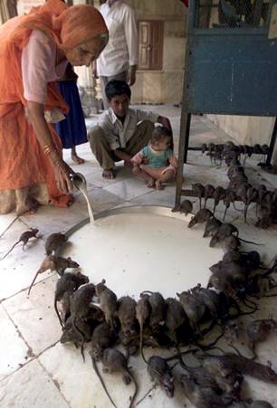 Rats, India.jpg