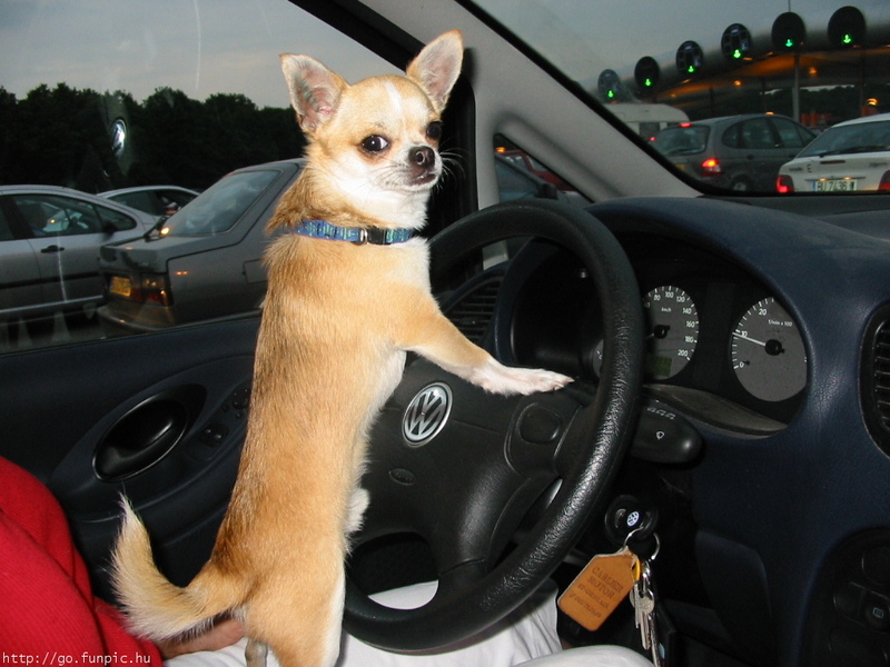 Dog Driver.jpg