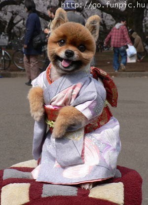 Kimono Puppy.jpg