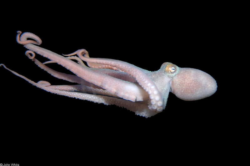 Caribbean Octopus (Octopus sp)001.jpg