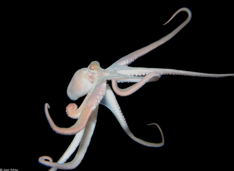 Caribbean Octopus (Octopus sp)002.jpg