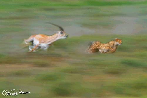 Cheetah Chaser.jpg