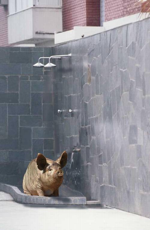 Swine Shower.jpg