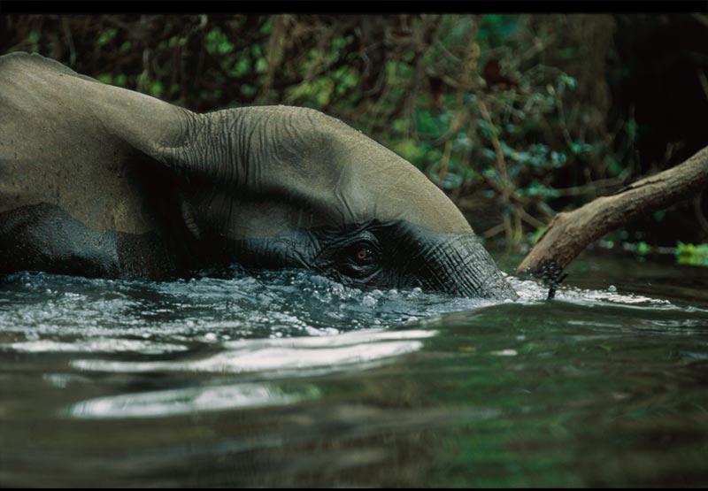Submerging Elephant.jpg