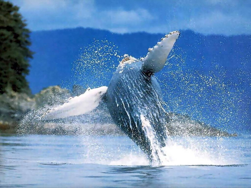 Breaching Whale.jpg