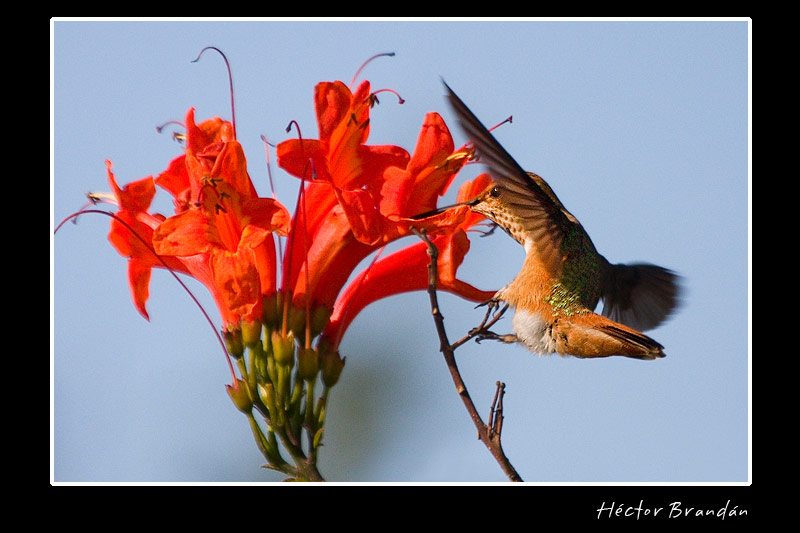 hector brandan hummingbird.jpg