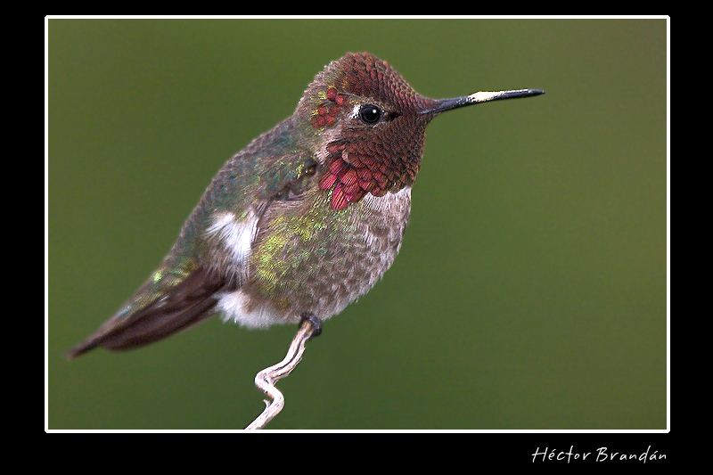 hummingbird.jpg