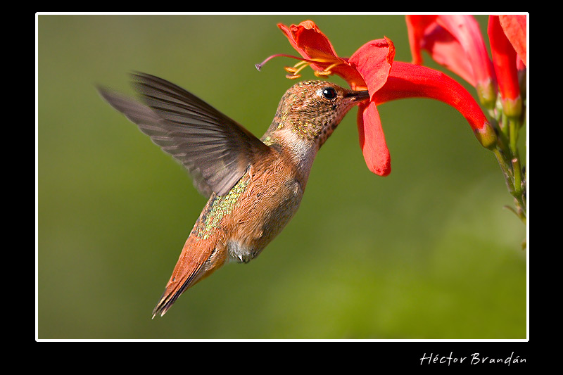 brandan hummingbird.jpg