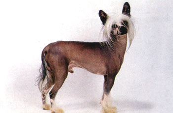 foto chinese crested.jpg