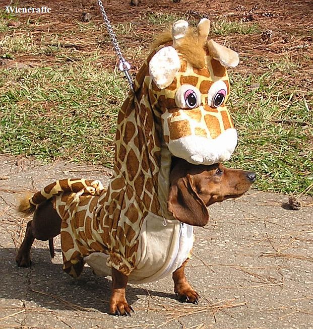 Howl-O-Weenie giraffe-3.jpg