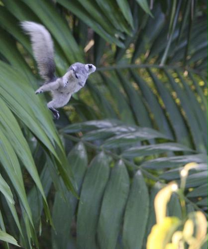 Grey Squirrel leaps, Thailand.jpg